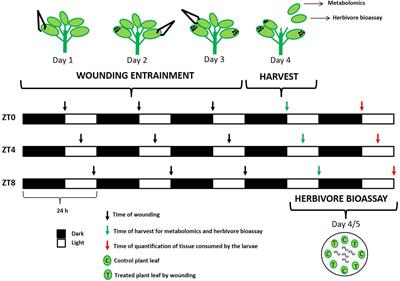 Plant Responses Underlying Timely Specialized Metabolites Induction of Brassica Crops